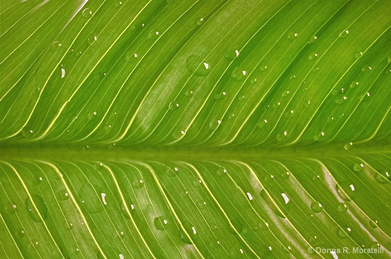 'Rain on a leaf'