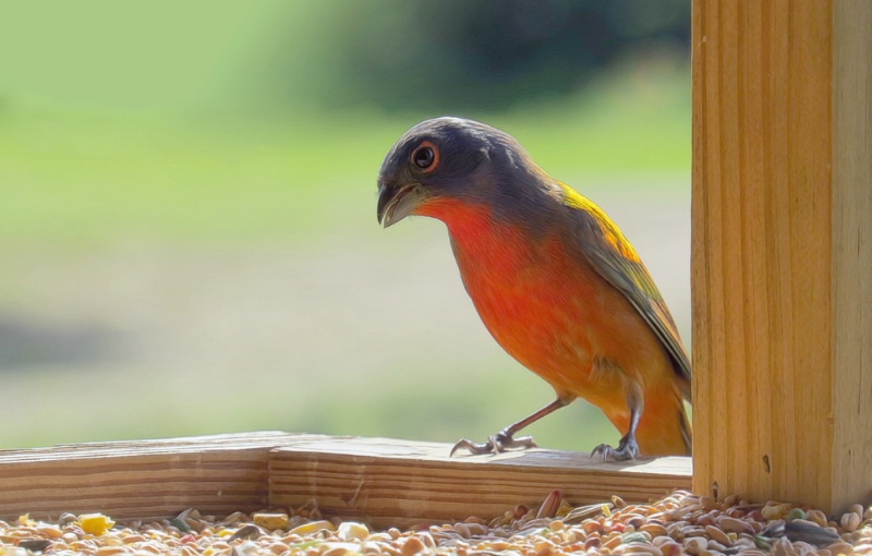 Pretty Painted Bunting