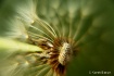 a fierce and dand...