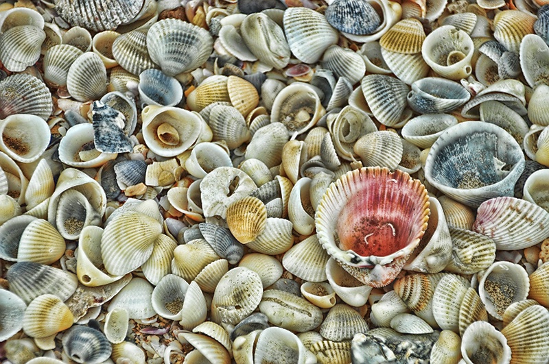 SHELLS