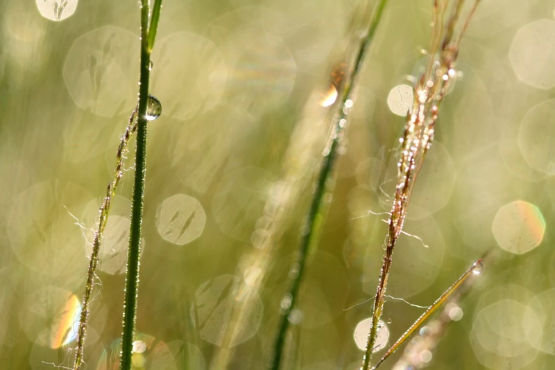 Close Up On Grasses