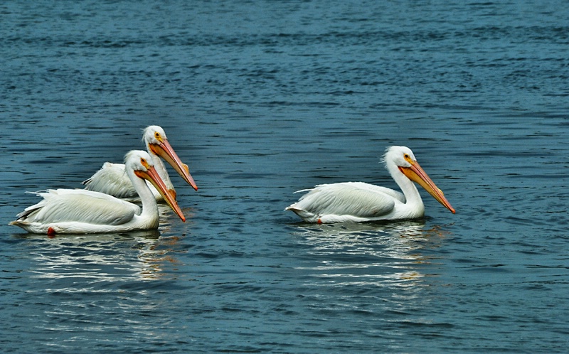 PELICANS SWIMMING  PEACEFULLY