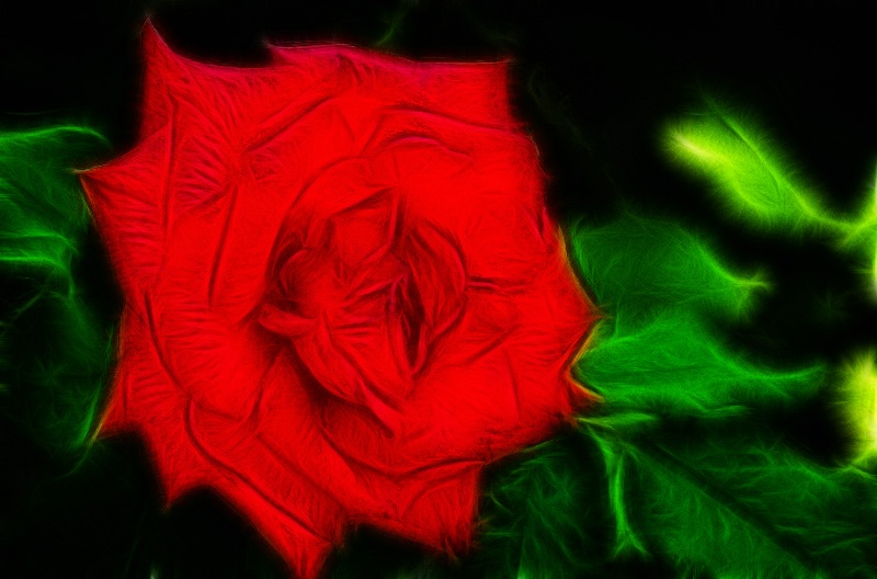 A  RED  ROSE