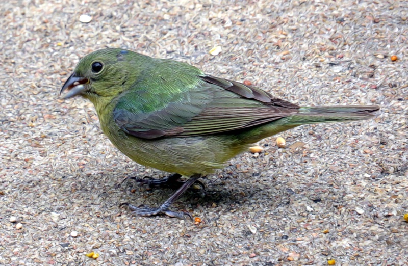 Painted Bunting Female