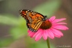 Fly away