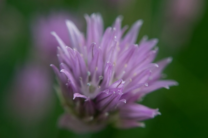 Chive Blossom
