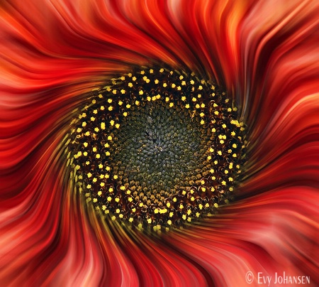 Swirling Red Sunflower
