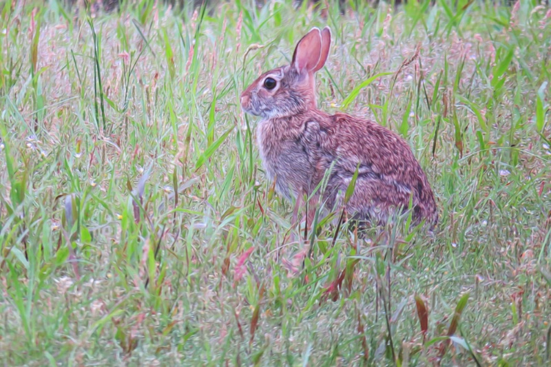 Bunny In The Grass