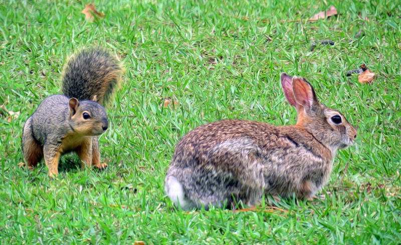 That Is The Funniest Looking Squirrel...