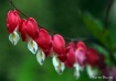 a  repetition of ...