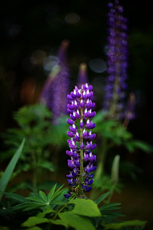 Lupines in the Evening