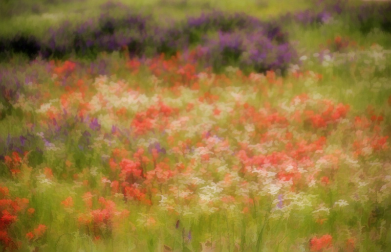 Fields Of Flowery Dreams