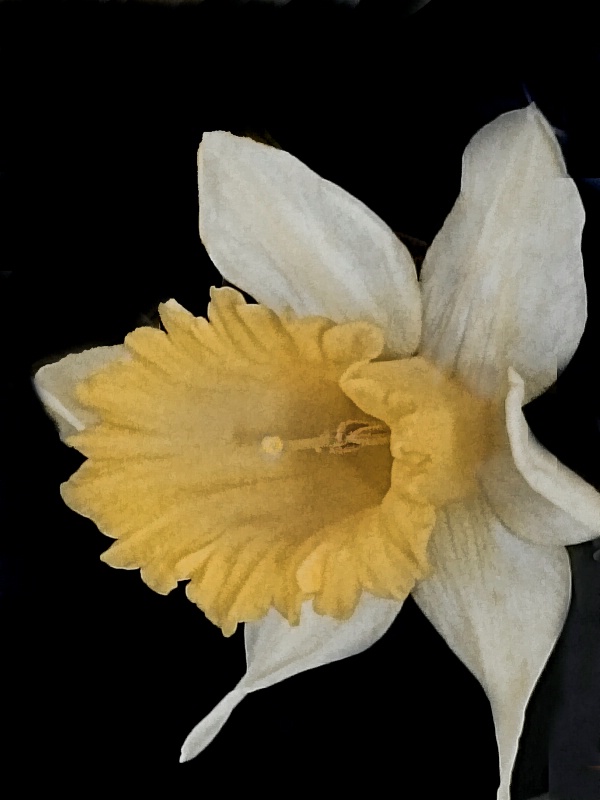 Pale Daffodil 