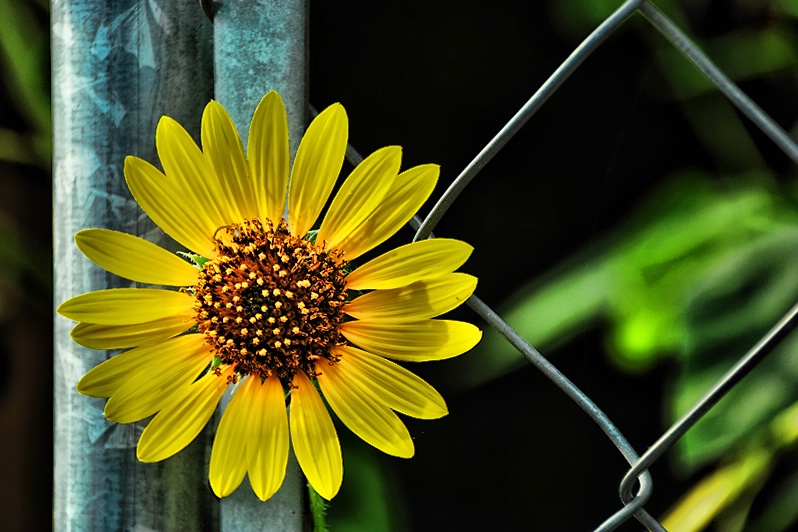 SUNFLOWER ON A FENCE