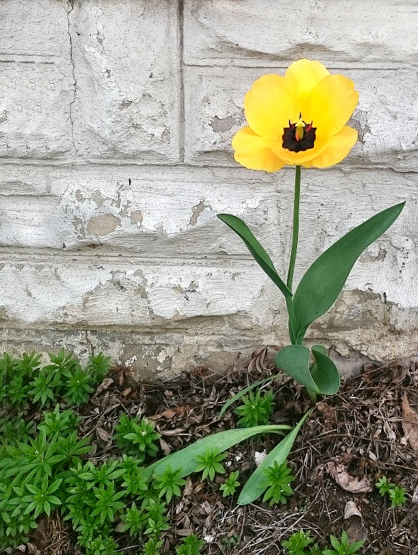 Lonely Little Tulip