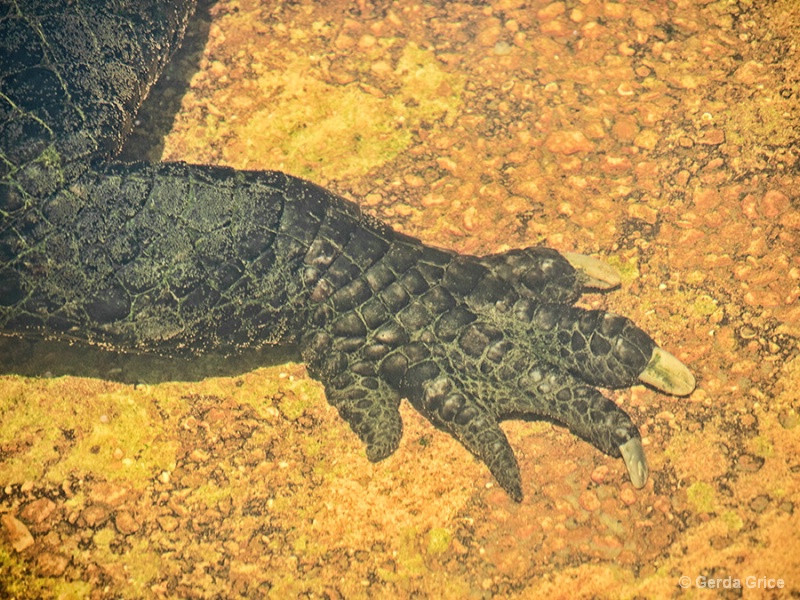 Crocodile Foot Under Water