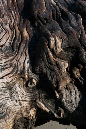 Eye of the Driftwood