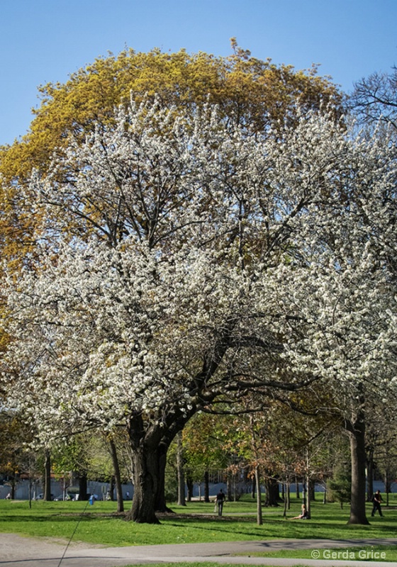 May in Queen's Park