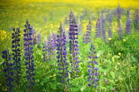 Field of Wildflowers