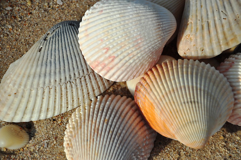 MORE  SHELLS  