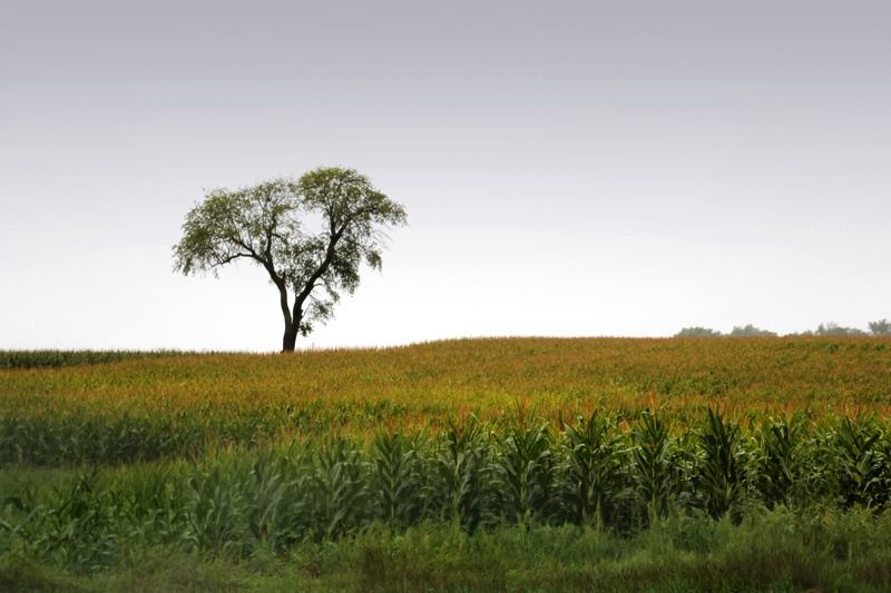 Tree On An Iowa Hill