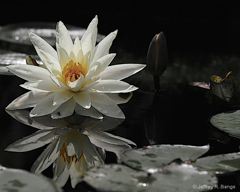 "Waterlily #1"
