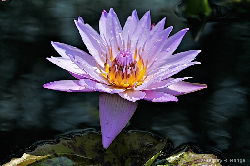 "Waterlily #2"