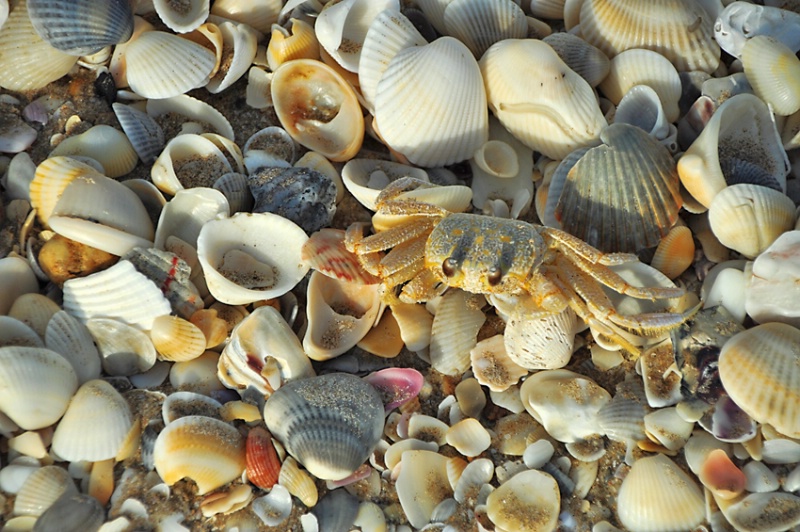 A  CRAB  AMONG  THE  SHELLS