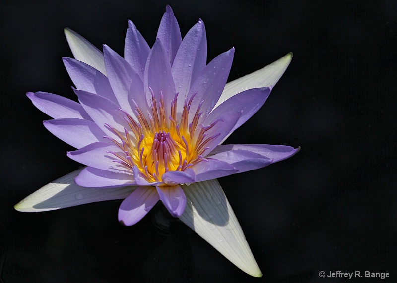 "Waterlily #4"