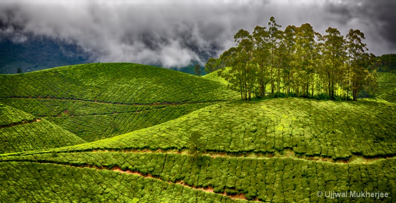 Green Hills of Munnar