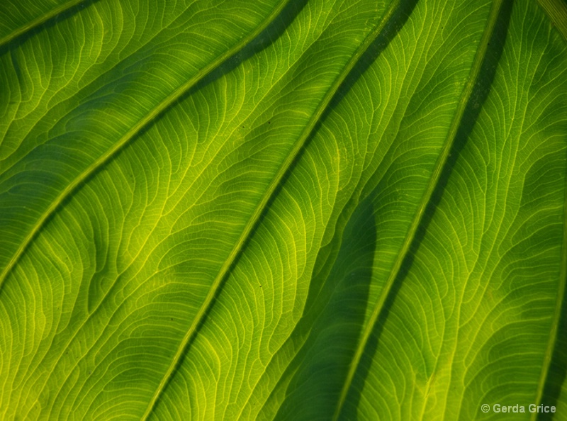 Patterns on a Backlit Leaf