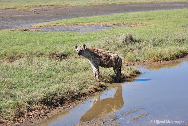 Wildlife - Lake Nakuru