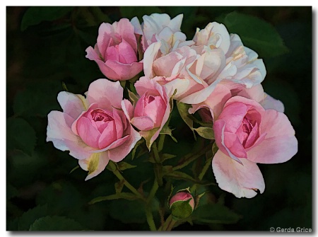 Mini Pink and White Roses