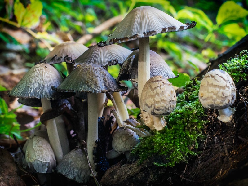 Woodland Mushrooms