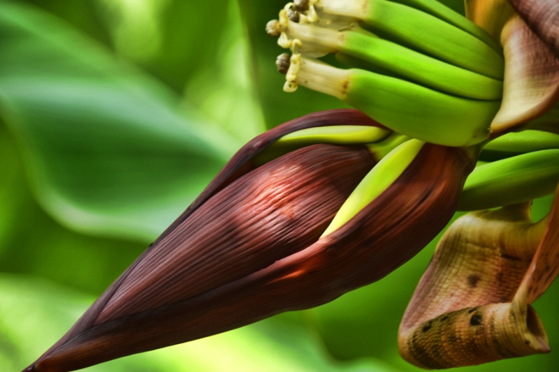 BANANA  PLANT