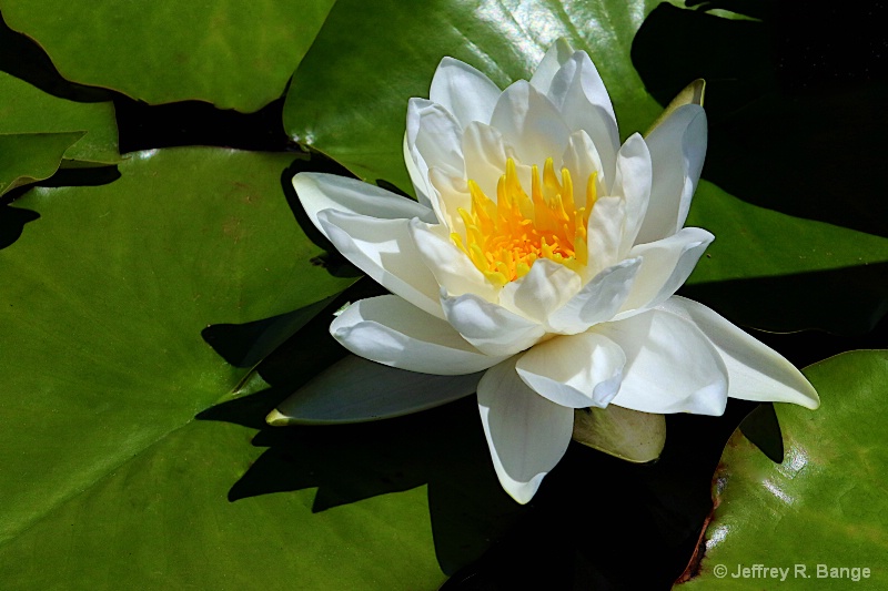 "Waterlily #5"