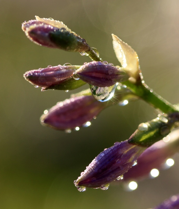 Drops On Buds