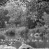 © Carolyn M. Fletcher PhotoID# 14949366: East Park Duck Pond