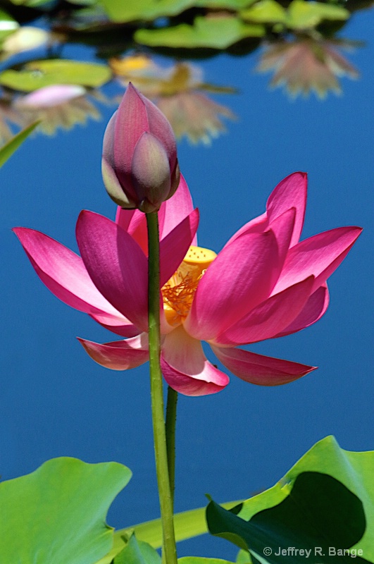 "Lotus #6"