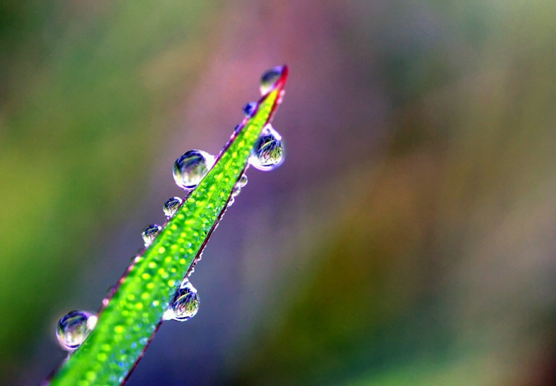 Dewdrops On A Blade Of Grass