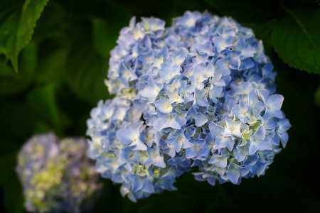 Blue Hydrangea