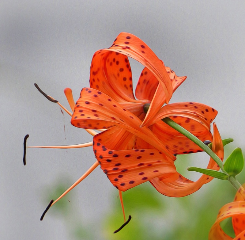 The Beautiful Tiger Lily