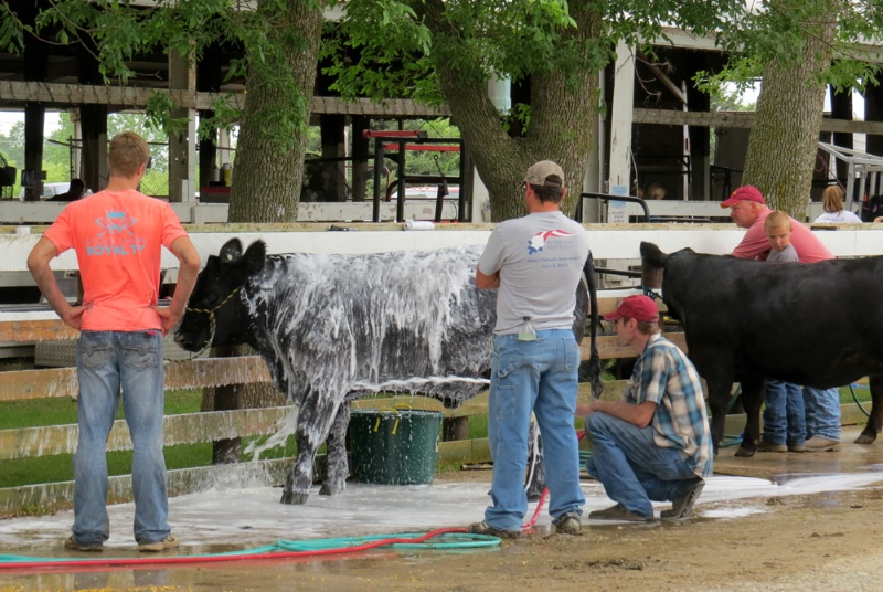 Working At The Cow Wash