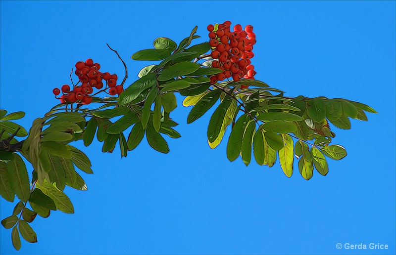Backlit Mountain Ash Berries and Leaves