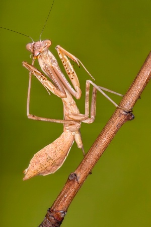 Mantid Cleaning
