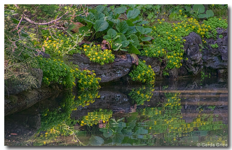 Plants, Rocks and Reflections in High Park