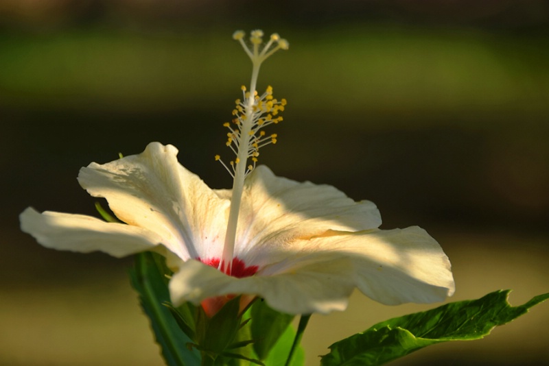 BEAUTIFUL LIGHT ON MY FLOWER