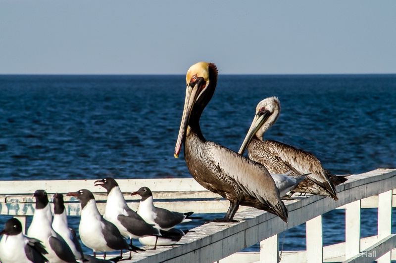 Mr & Mrs Pelican