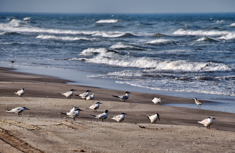 BIRDS  AT  THE  BEACH