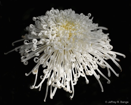 "Chrysanthemum #6"